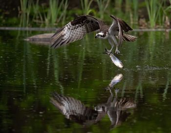 Bird hunting fish in lake