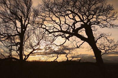 Silhouette bare tree against sky during sunset