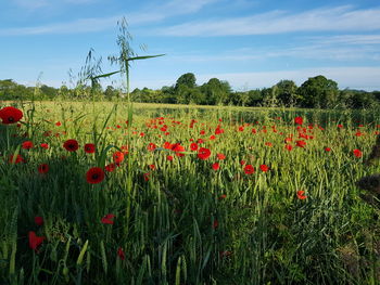 Red poppy flowers growing in field