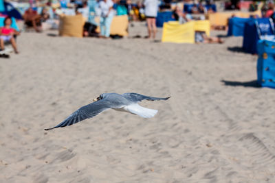 Seagull flying over beach