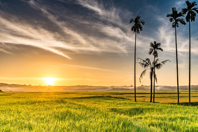 Scenic view of field against sky during sunset