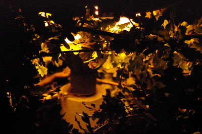 Close-up of yellow flowers at night