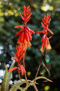 Close-up of red flowering plant