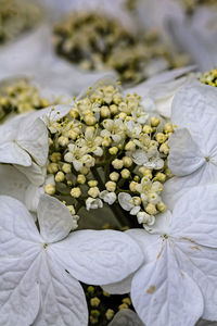 Spring flowers