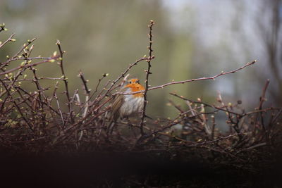 Bird perching on branch
