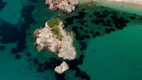 High angle view of coral in sea