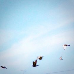 Low angle view of birds flying against clear sky