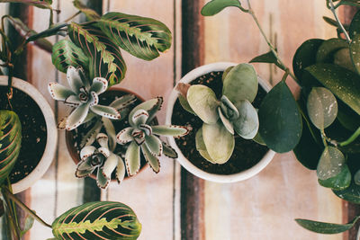 Close-up of potted plant