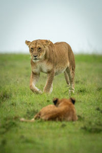 Cub lies watching lioness crossing grass