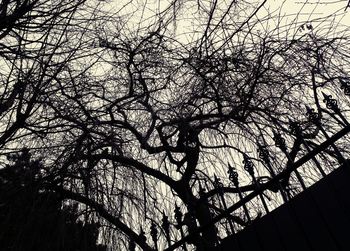 Low angle view of tree against sky