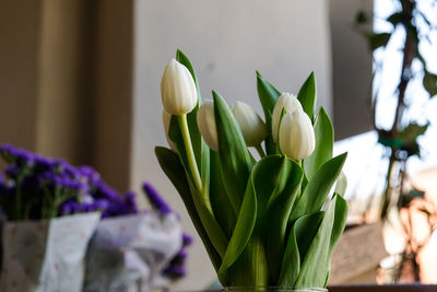 Close-up of white flowering plant