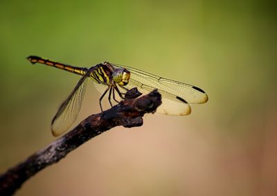 Close-up of dragonfly on plant