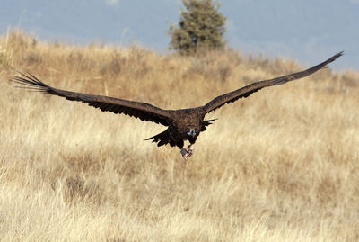 Close-up of eagle flying