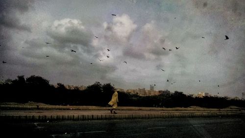 Flock of birds flying over field