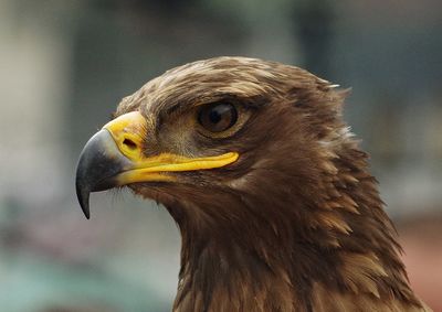 Close-up of brown eagle