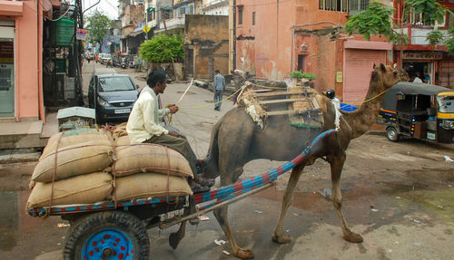 People riding horse cart on street in city