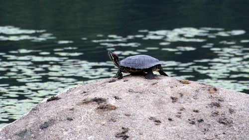 Close-up of a turtle on rock by lake