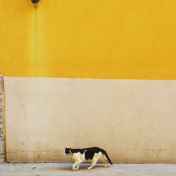 View of a dog on wall