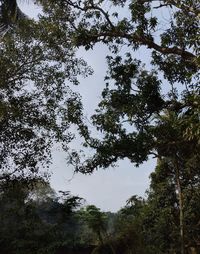 Low angle view of trees against sky