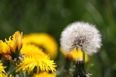 Close-up of dandelion flower