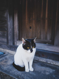 Portrait of cat sitting outdoors