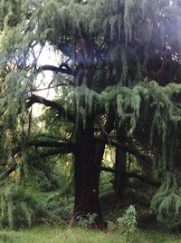 Trees in forest