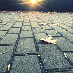 Sunlight falling on dry leaves on footpath