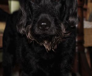 Close-up portrait of black dog