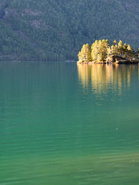 Scenic view of lake by trees in forest