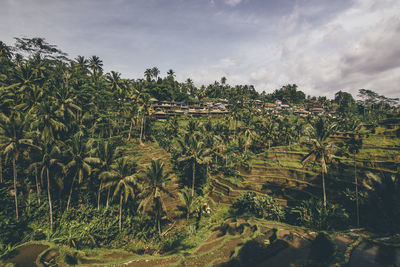 Scenic view of agricultural field against sky