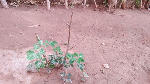 High angle view of plant growing on field