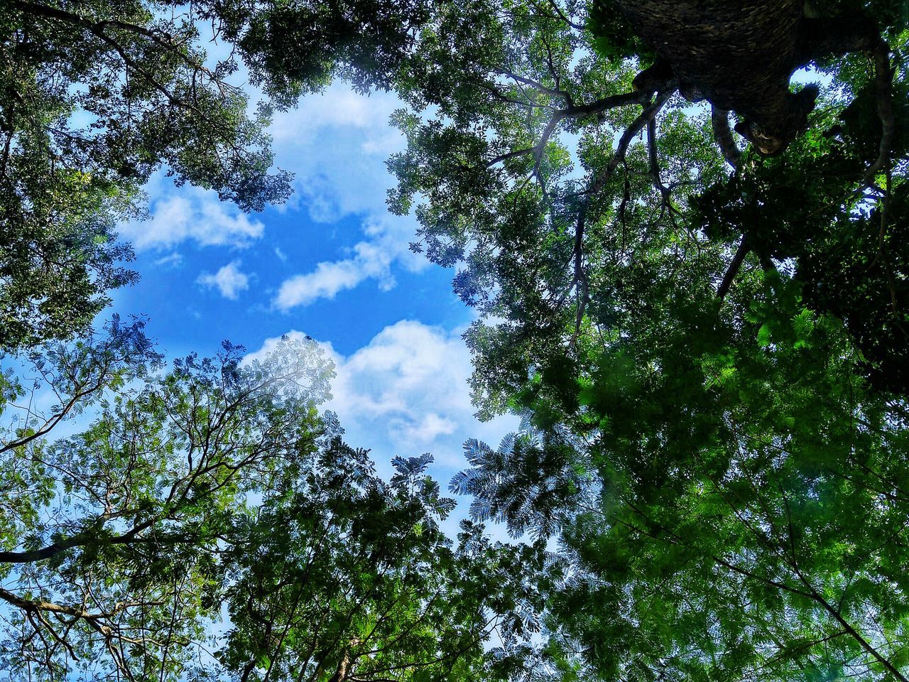 low angle view, tree, growth, nature, sky, beauty in nature, no people, blue, tranquility, green color, day, leaf, outdoors, scenics, treetop, freshness