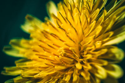 Close-up of yellow flowering plant