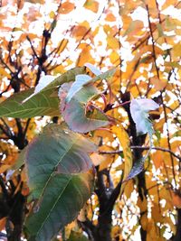 Low angle view of blooming tree