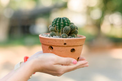 Cactus in pots available in thailand