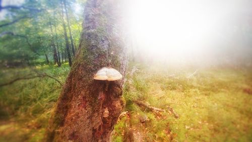 Mushroom growing on field
