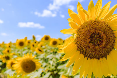 Close-up of fresh sunflower blooming against sky