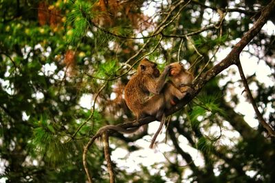 Low angle view of monkey on tree