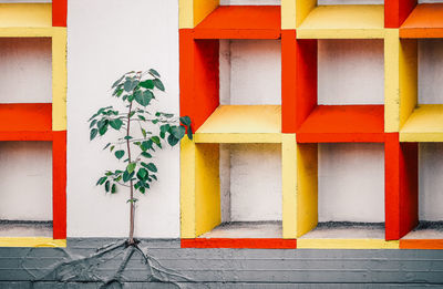 Plant growing on multi colored wall of building