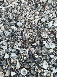 High angle view of shells