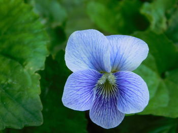 Close-up of purple flowering plant