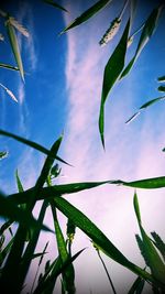 Low angle view of plants against sky