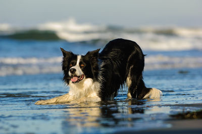 Portrait of dog on beach