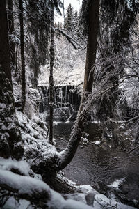 Trees growing in forest