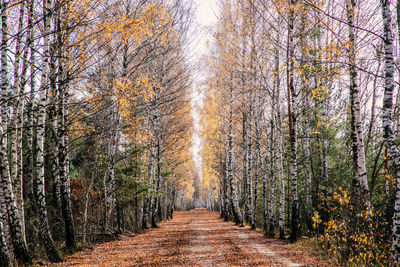 Wide alley of birch trees covered with yellow leaves