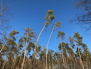 Low angle view of trees against sky