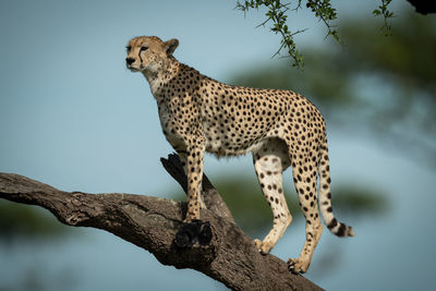 Cheetah standing on tree branch