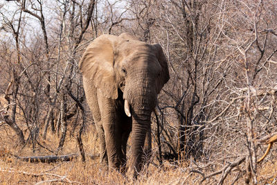 Elephant standing in forest