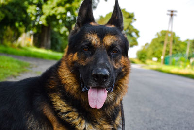 Close-up portrait of a dog