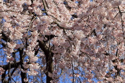 Close-up of cherry blossom tree